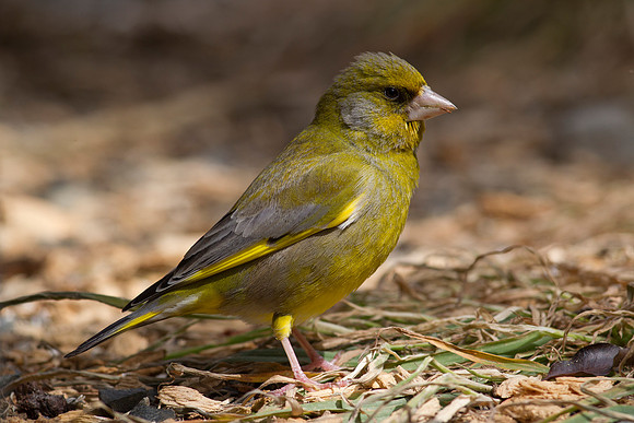 Greenfinch 5