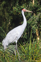 Brolga 1