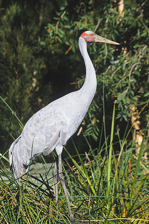 Brolga 1