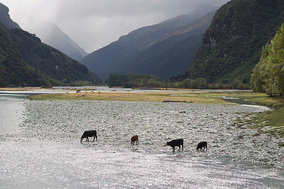 Cattle  by the Matukituki Valley River 1