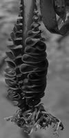 Kelp root
