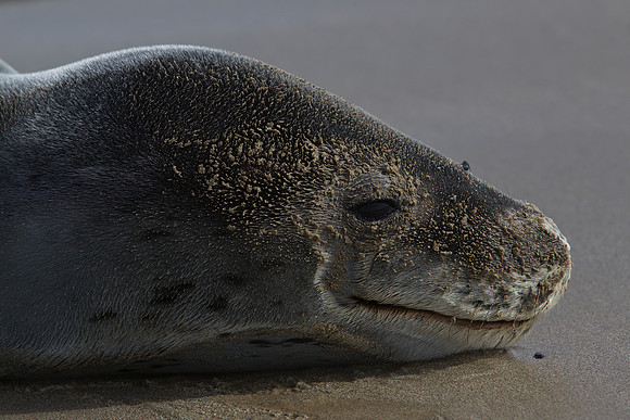 Leopard Seal 2
