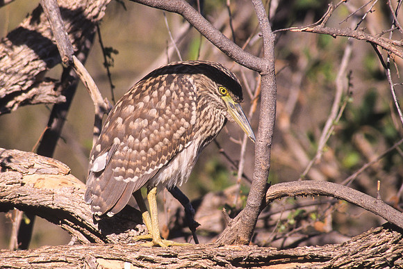 Nankeen Night Heron 1