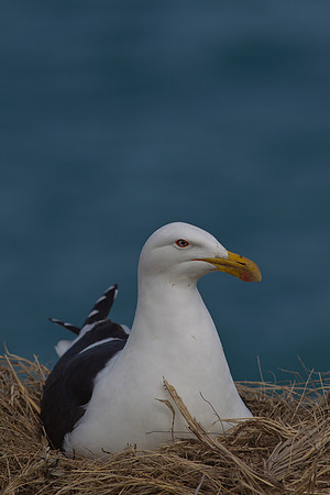 Black-backed Gull 1