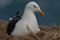Black-backed Gull 3