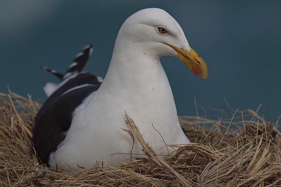 Black-backed Gull 3