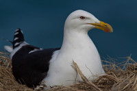 Black-backed Gull 4