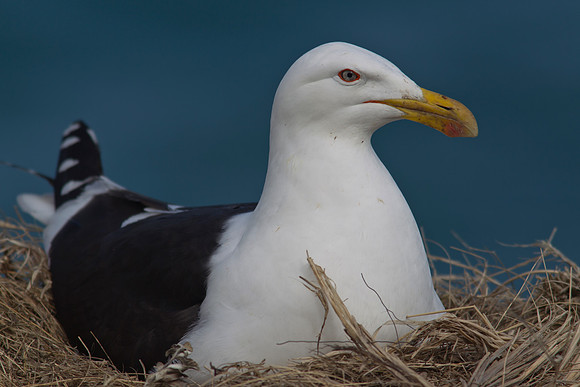 Black-backed Gull 4