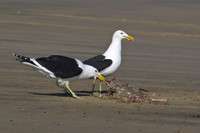 Black-backed Gull 5