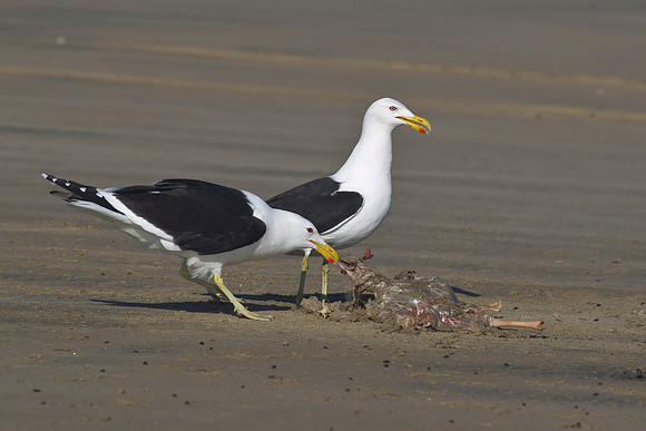 Black-backed Gull 5