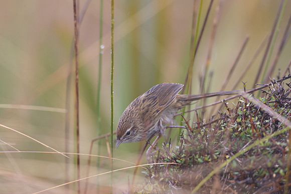 Fernbird 19
