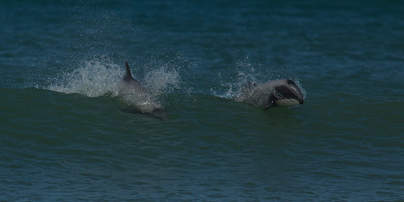 Hector's Dolphin 1