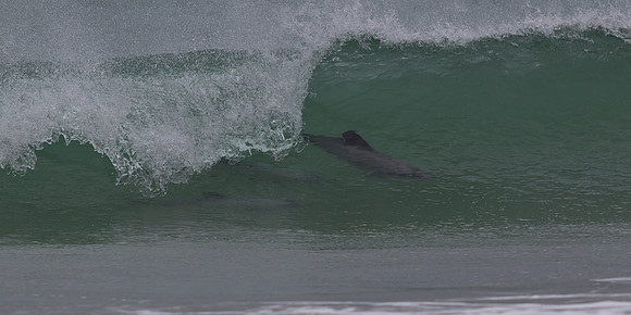 Hector's Dolphin 2