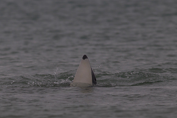 Hector's Dolphin 3