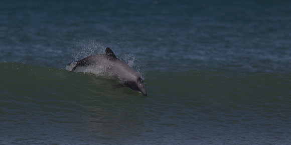 Hector's Dolphin 5