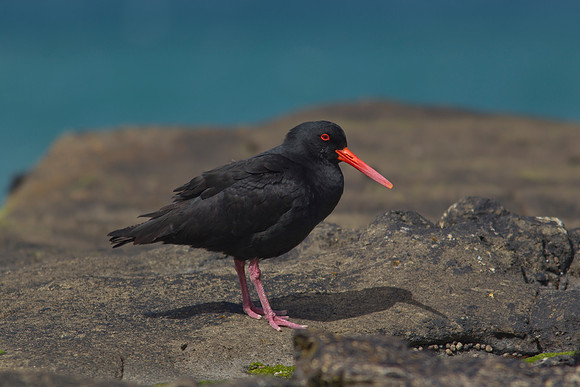 Variable Oystercatcher 3