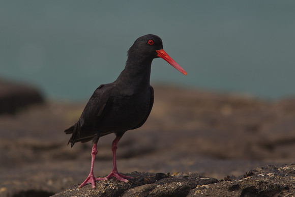 Variable Oystercatcher 5