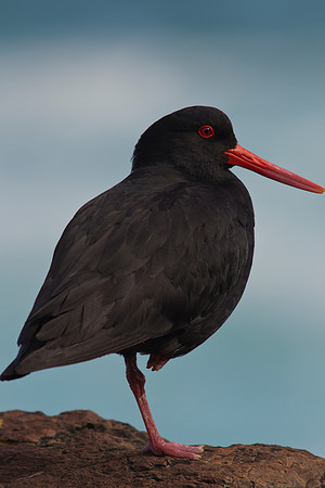 Variable Oystercatcher 7