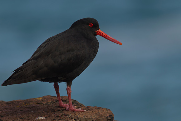 Variable Oystercatcher 10