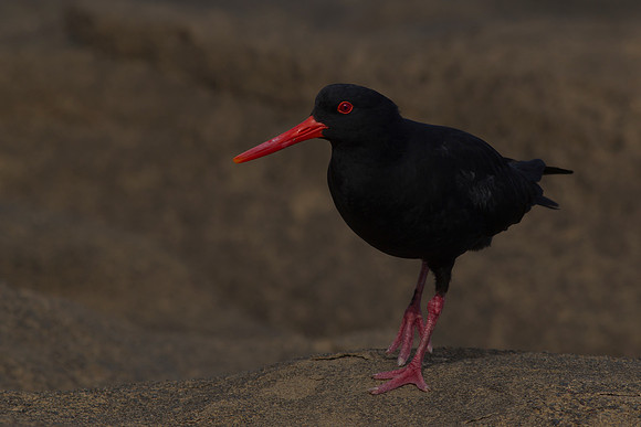 Variable Oystercatcher 13