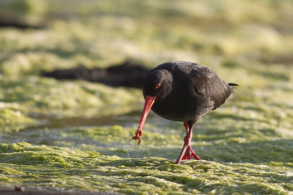 Variable Oystercatcher 14