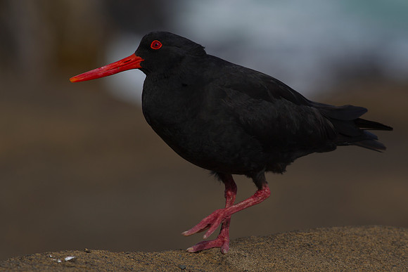 Variable Oystercatcher 15