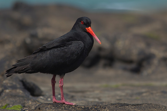 Variable Oystercatcher 17