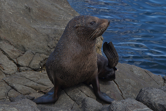 Young New Zealand fur seal 2