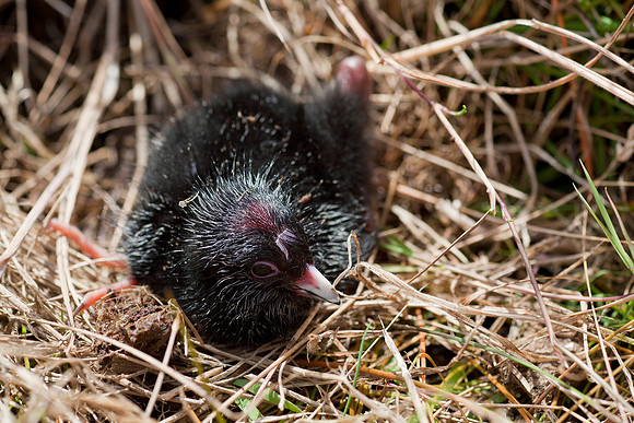 Spotless Crake chick 2