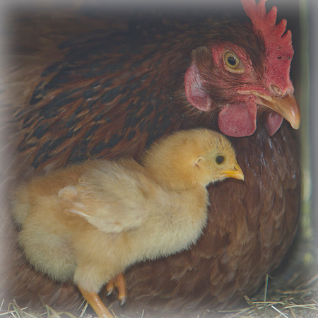 Red Shaver hen with chick 1