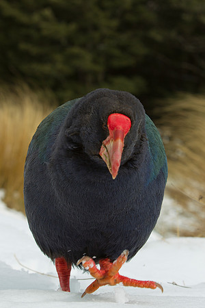 Takahe 43