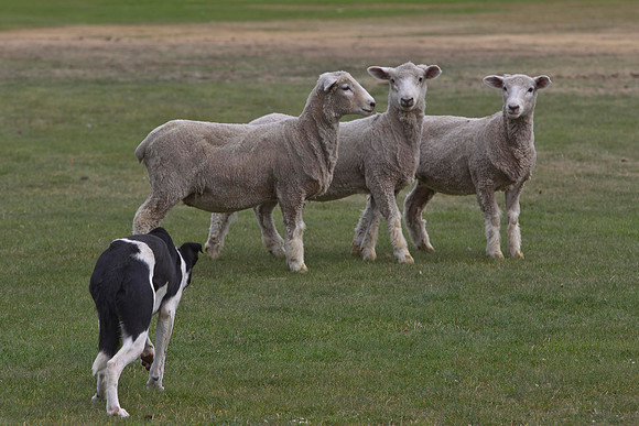 Dog trials 3