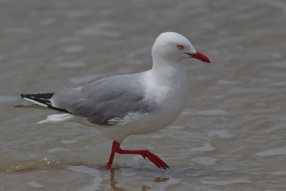 Red-billed gull 6