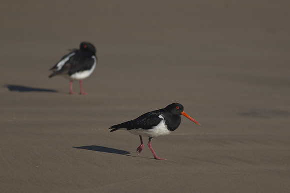 South Island Pied Oystercatcher 5