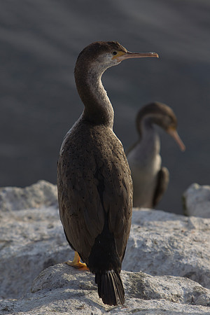 Spotted Shag 3
