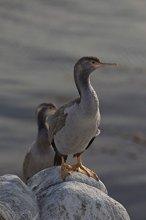 Spotted Shag 4