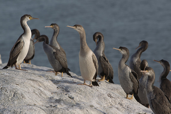 Spotted Shag colony 2