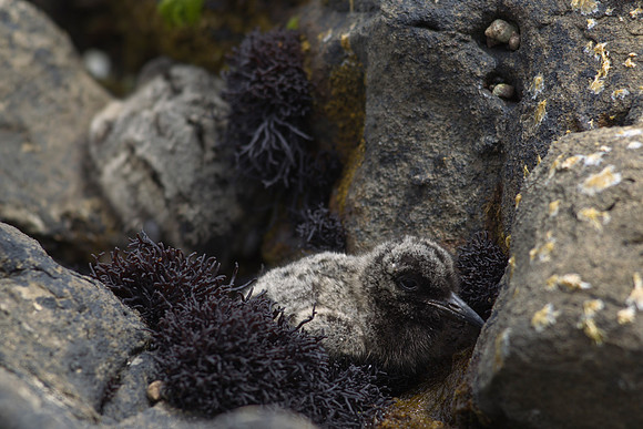 Variable Oystercatcher chicks 1