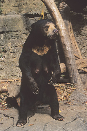 'Chomel' - Malaysian sunbear 3
