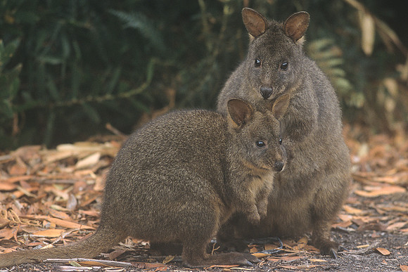 Pademelon 6