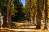 A Popular avenue