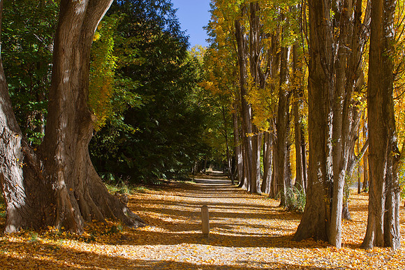 A Popular avenue