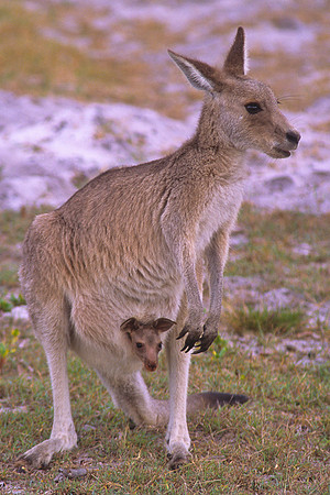Eastern Grey Kangaroo & Joey