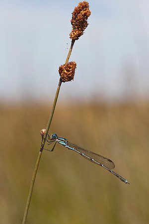Blue Damselfly 4