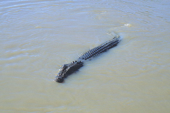 Saltwater Crocodile 8