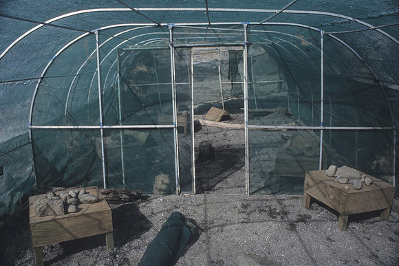 Shore Plover aviary 1