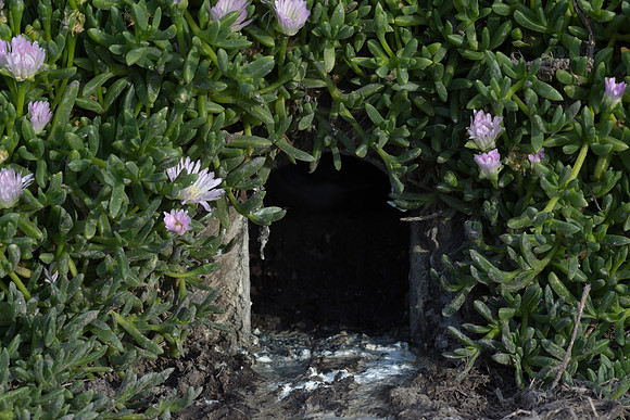 Little blue penguin burrow 1