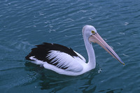 Australian Pelican 1