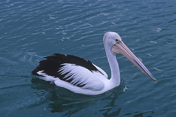Australian Pelican 1