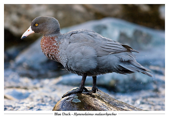 Blue Duck on rock